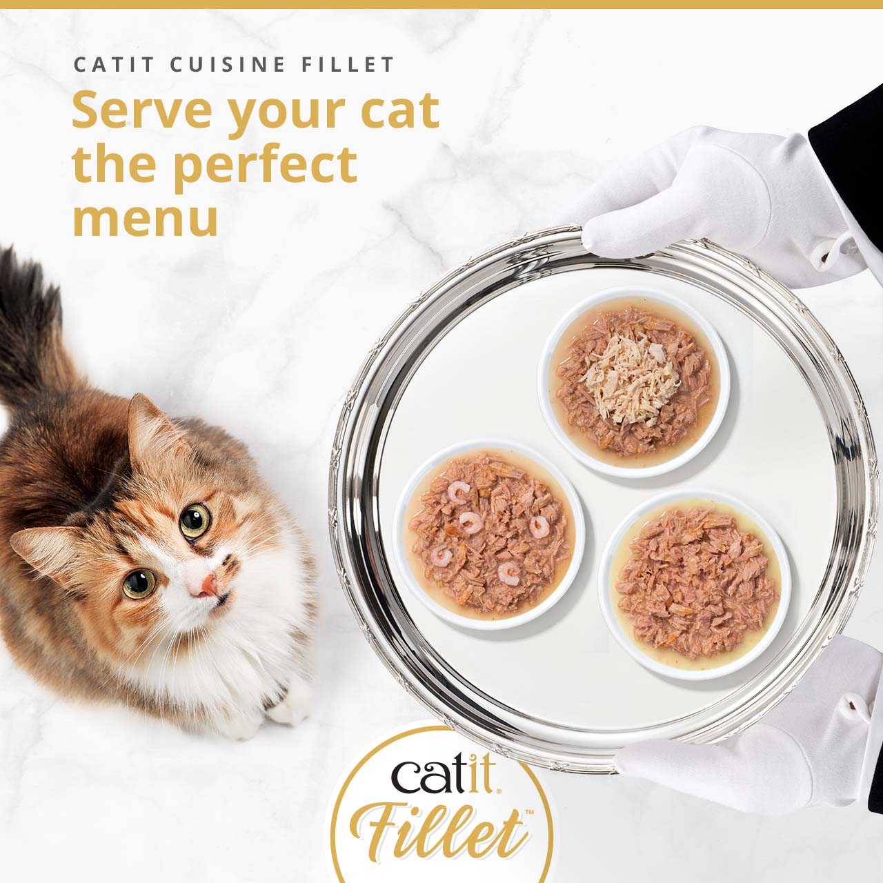 A cat looks up at a silver tray held by gloved hands, featuring three bowls of Catit Cuisine Fillet cat food