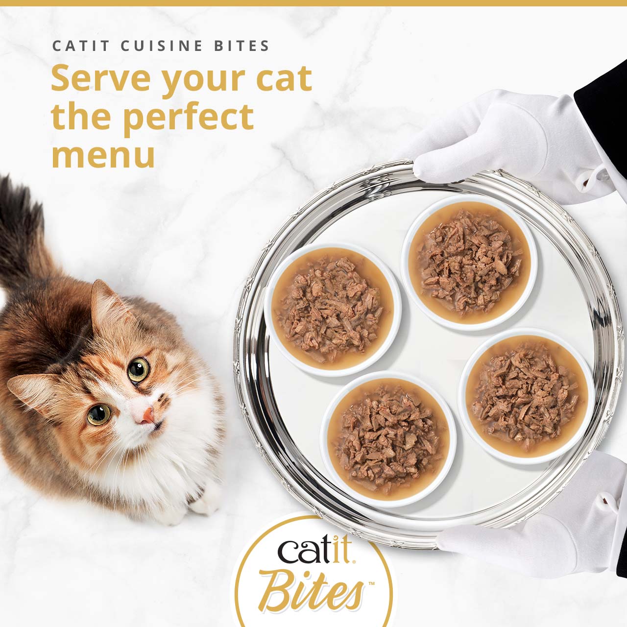 A cat looks up at a silver tray held by gloved hands, featuring four bowls of Catit Cuisine Bites wet cat food