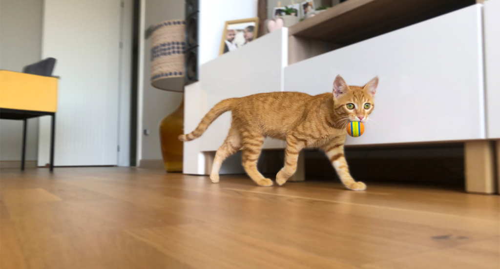 An orange tabby cat walking across a wooden floor while carrying a small, colorful toy ball in its mouth
