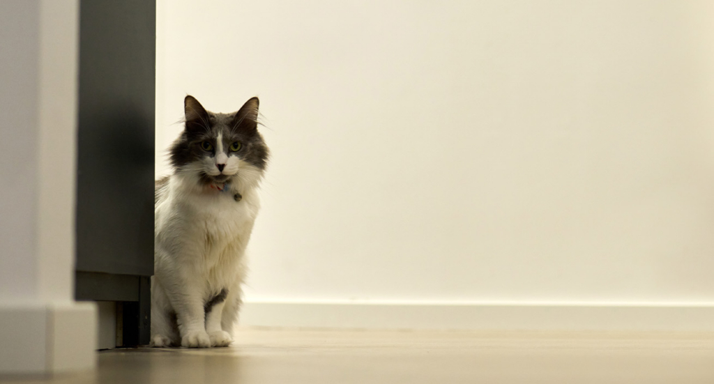 A fluffy grey and white cat with a collar sitting on the floor next to a dark cabinet wall