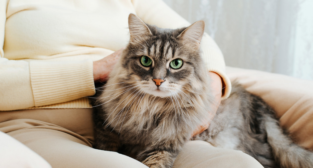 A fluffy grey tabby cat sitting on the lap of a person wearing a beige sweater