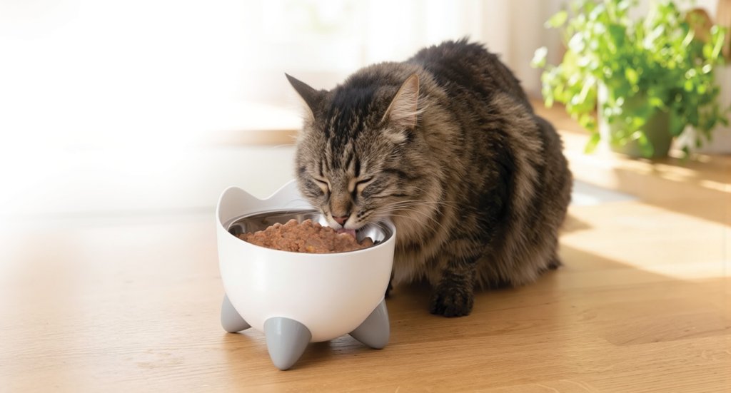 A long-haired tabby cat eating wet food from a white, cat-shaped bowl with grey feet on a wooden surface