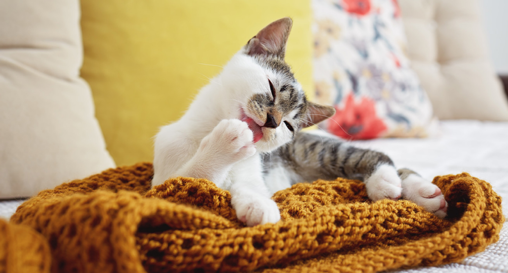 A tabby and white kitten grooming its paw while resting on a textured mustard-colored blanket