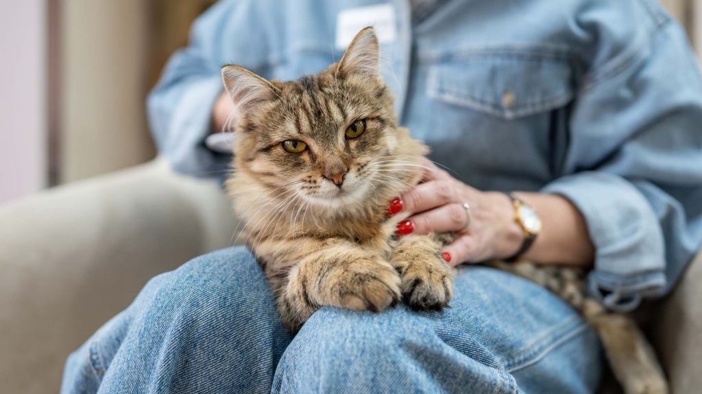 A person in a denim jacket sits with a fluffy brown tabby cat resting on their lap