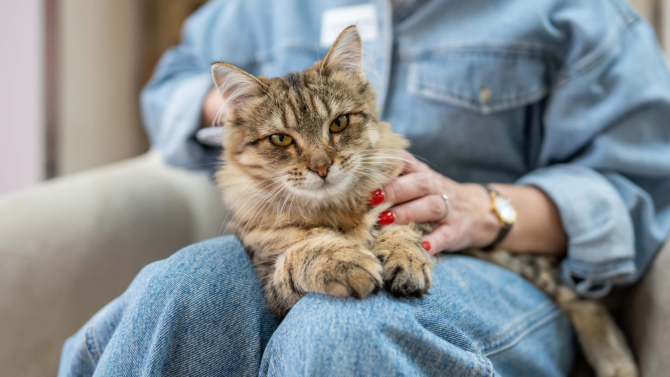 A person in a denim jacket sits with a fluffy brown tabby cat resting on their lap