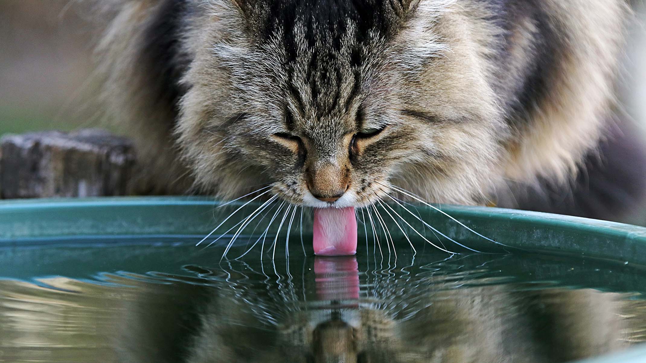 A long-haired tabby cat drinking water from a green bowl, with its tongue touching the water surface