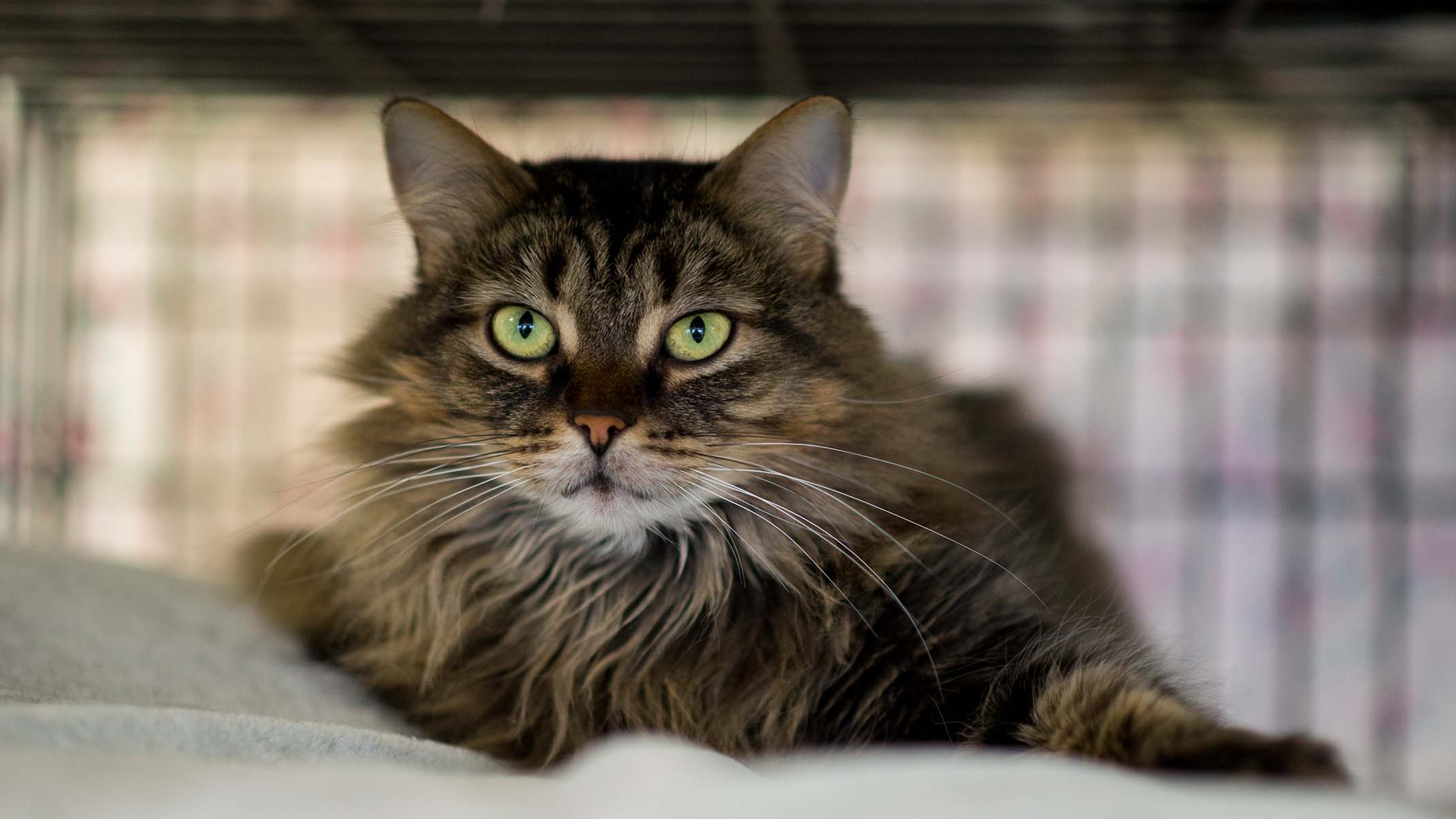 A long-haired brown tabby cat with green eyes resting inside a wire crate