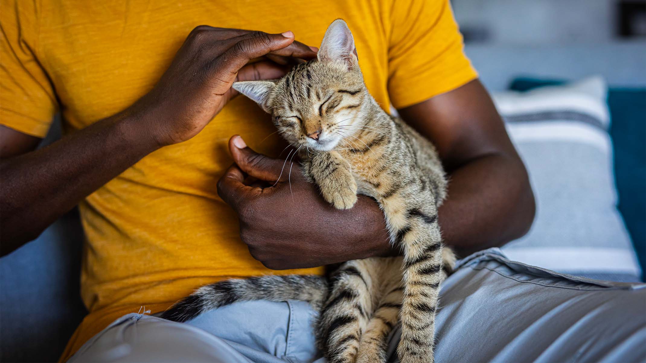 A person in a yellow shirt gently cradles and pets a tabby cat resting peacefully in their arms