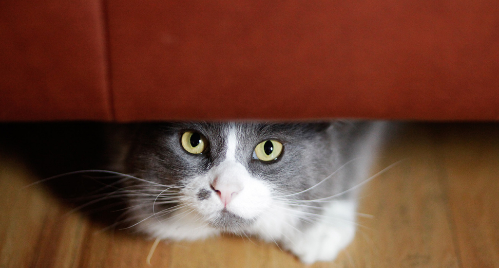 A gray and white cat peeking out from underneath a piece of furniture