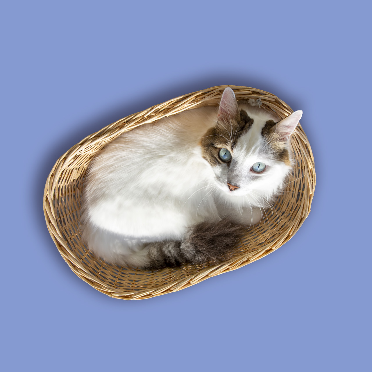 A white and brown cat with blue eyes sitting curled up inside a woven wicker basket against a blue background