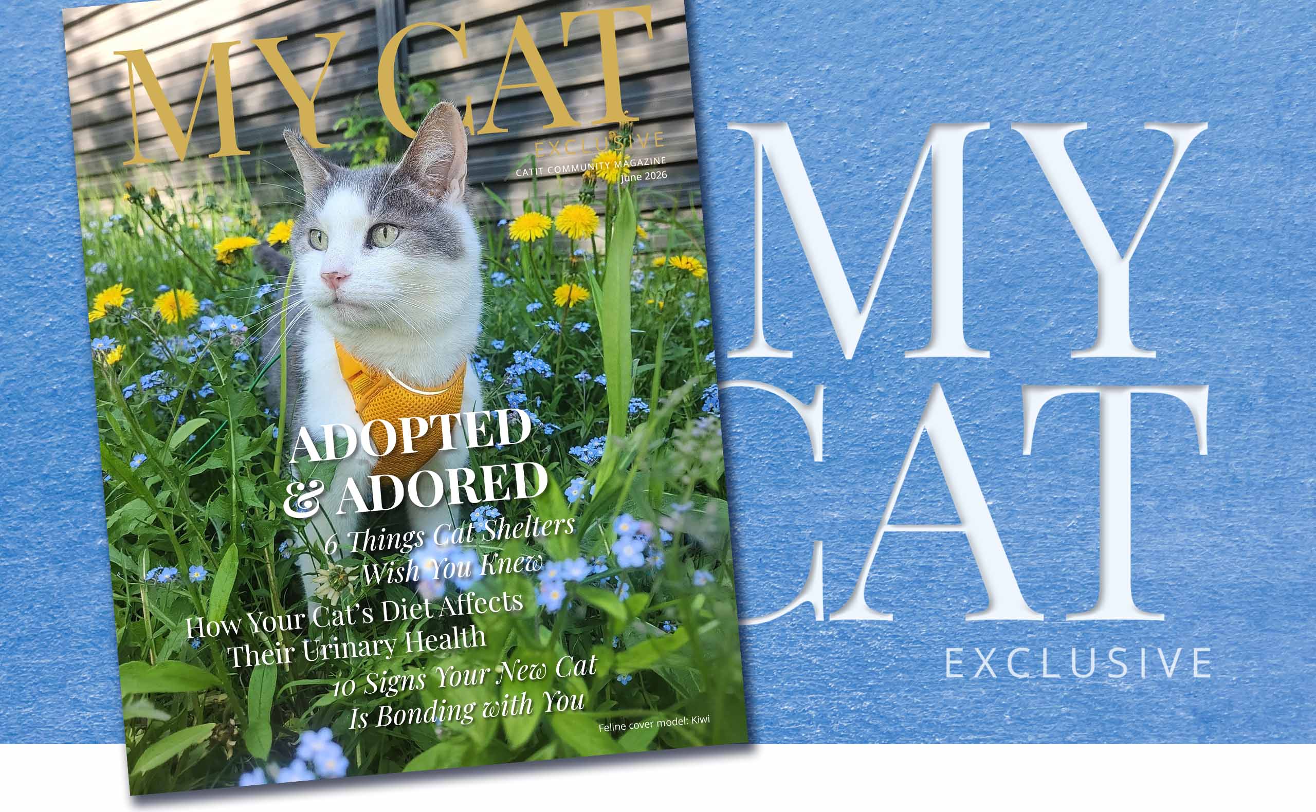 Catit Community Magazine cover for June 2026 featuring a cat named Kiwi in a field of flowers with articles on cat care