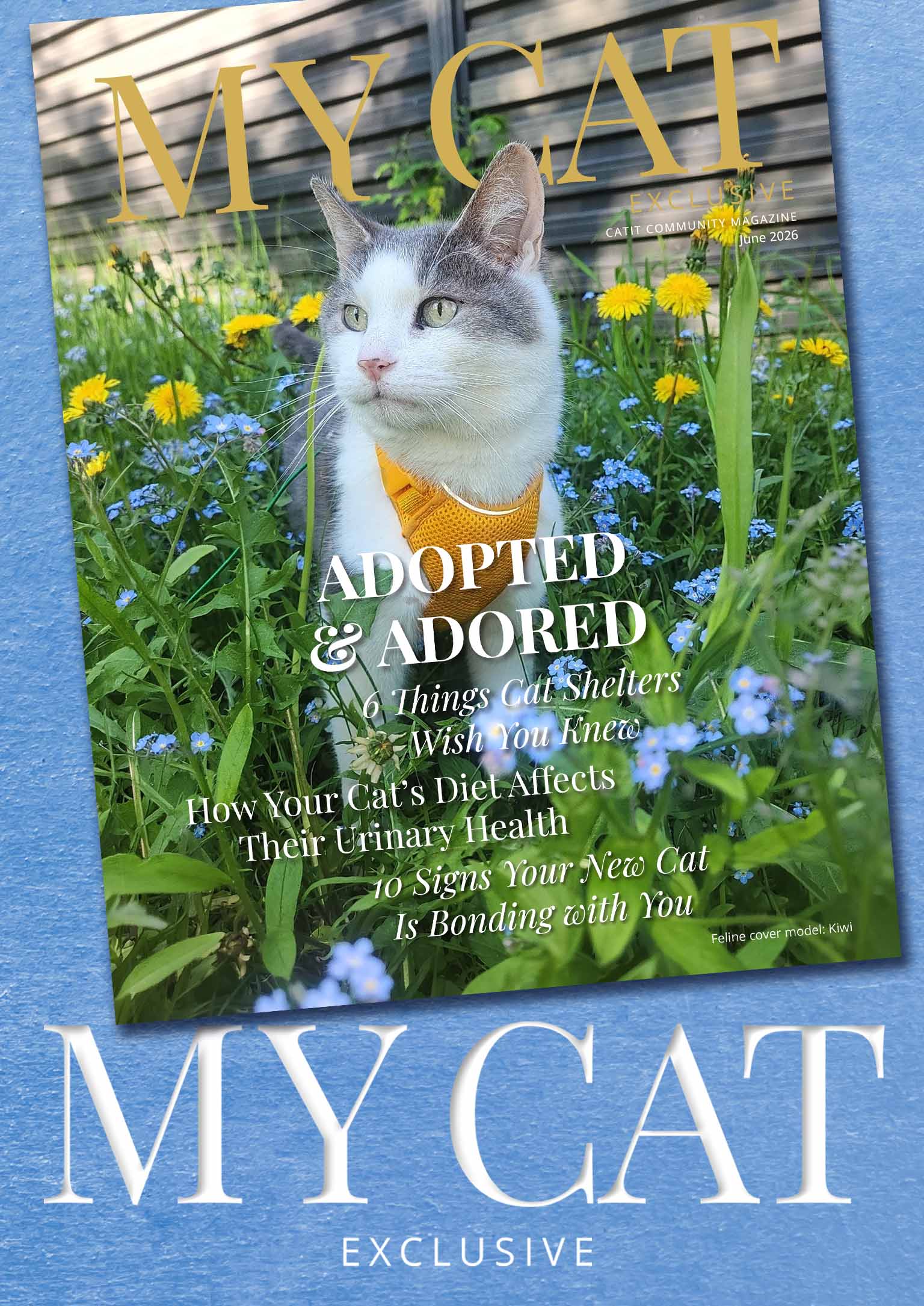 Cover of My Cat magazine for June 2026 featuring a cat named Kiwi in a garden and articles on cat adoption and health