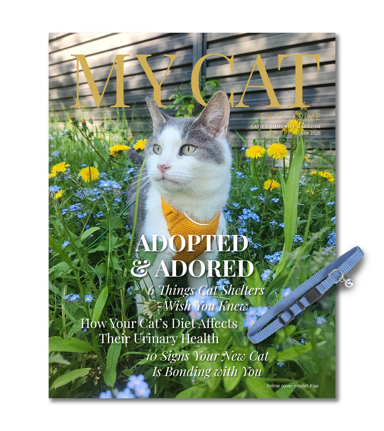 Cover of My Cat magazine for June 2026 featuring a cat in a yellow harness in a field of flowers and a blue cat collar