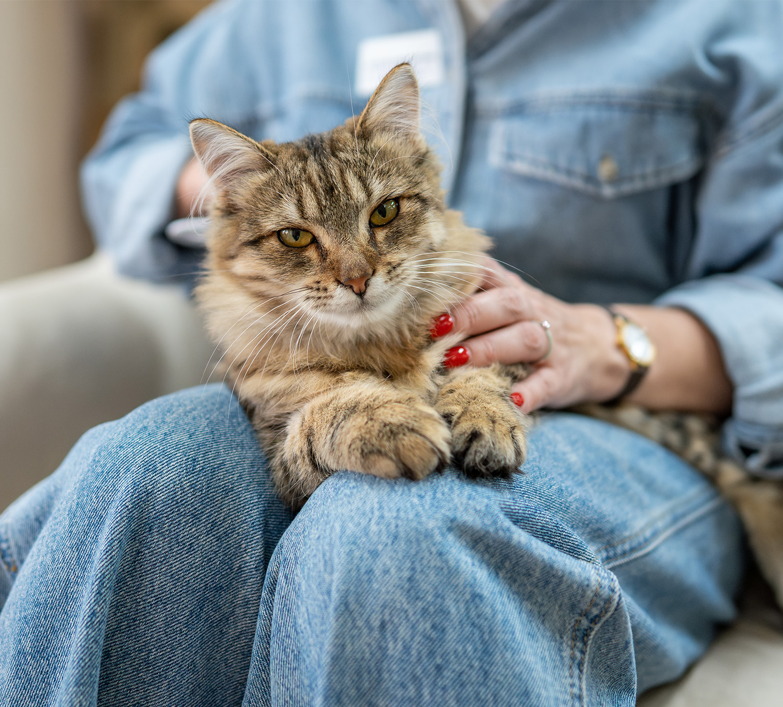 A person in a denim shirt and jeans petting a brown tabby cat sitting on their lap