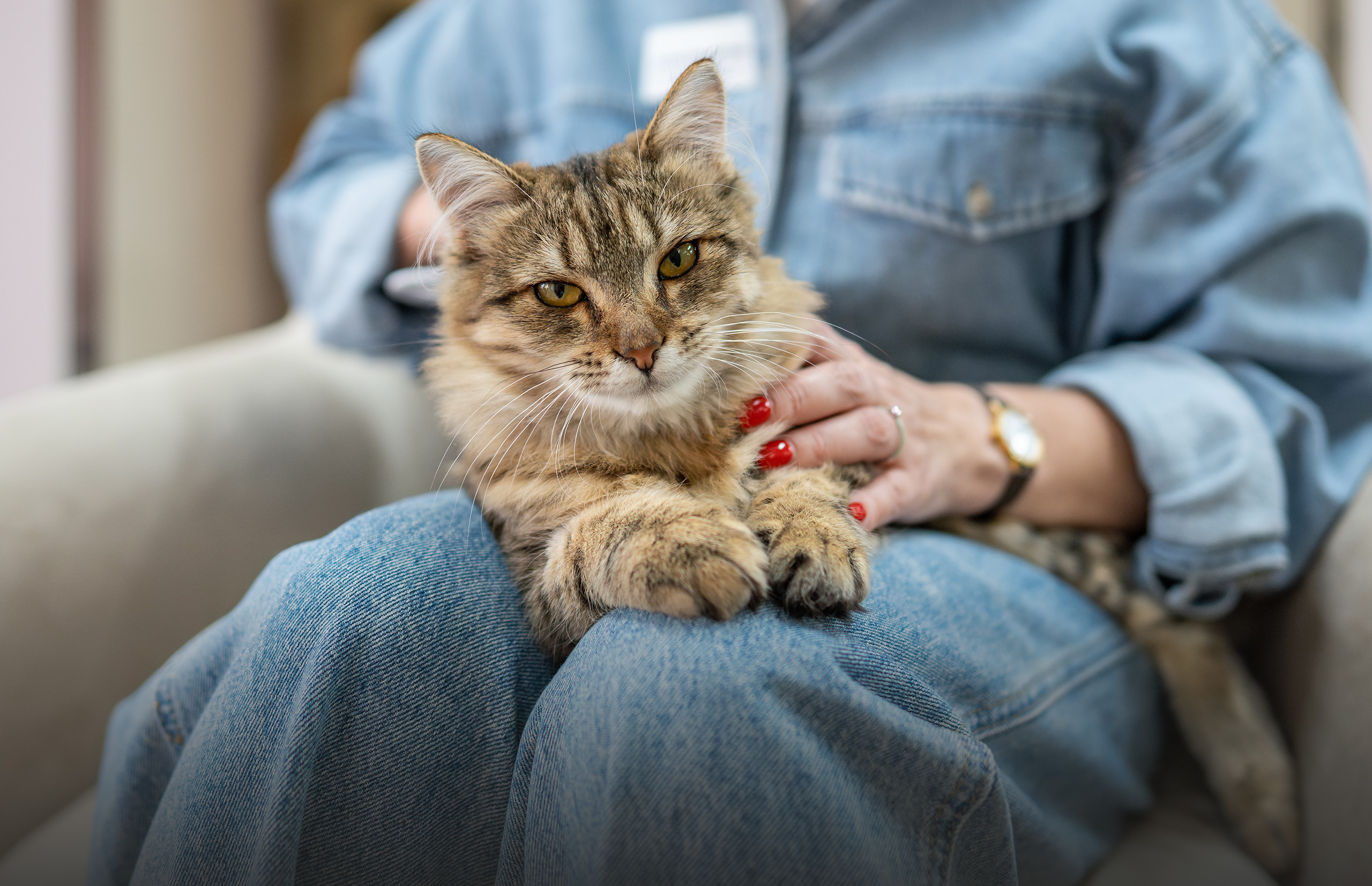 A person in a denim shirt petting a fluffy brown tabby cat sitting on their lap