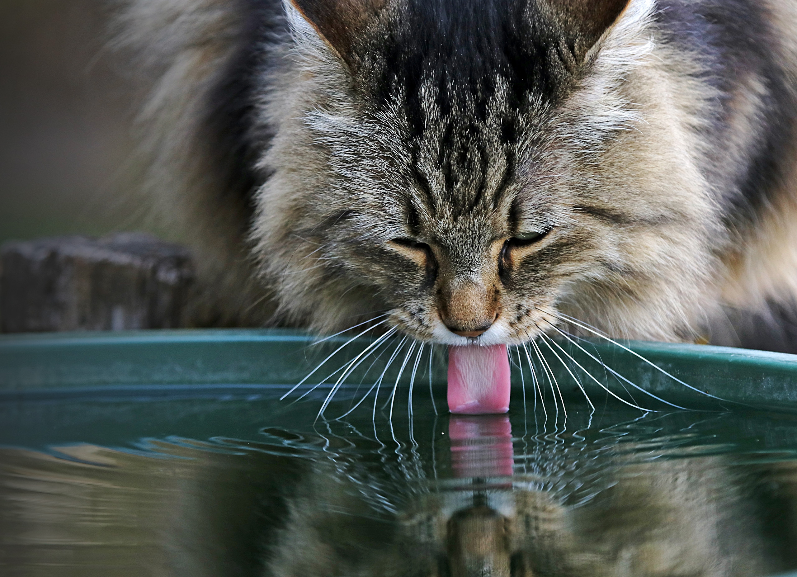 Long-haired tabby cat drinking water from a fountain, showing its tongue touching the surface