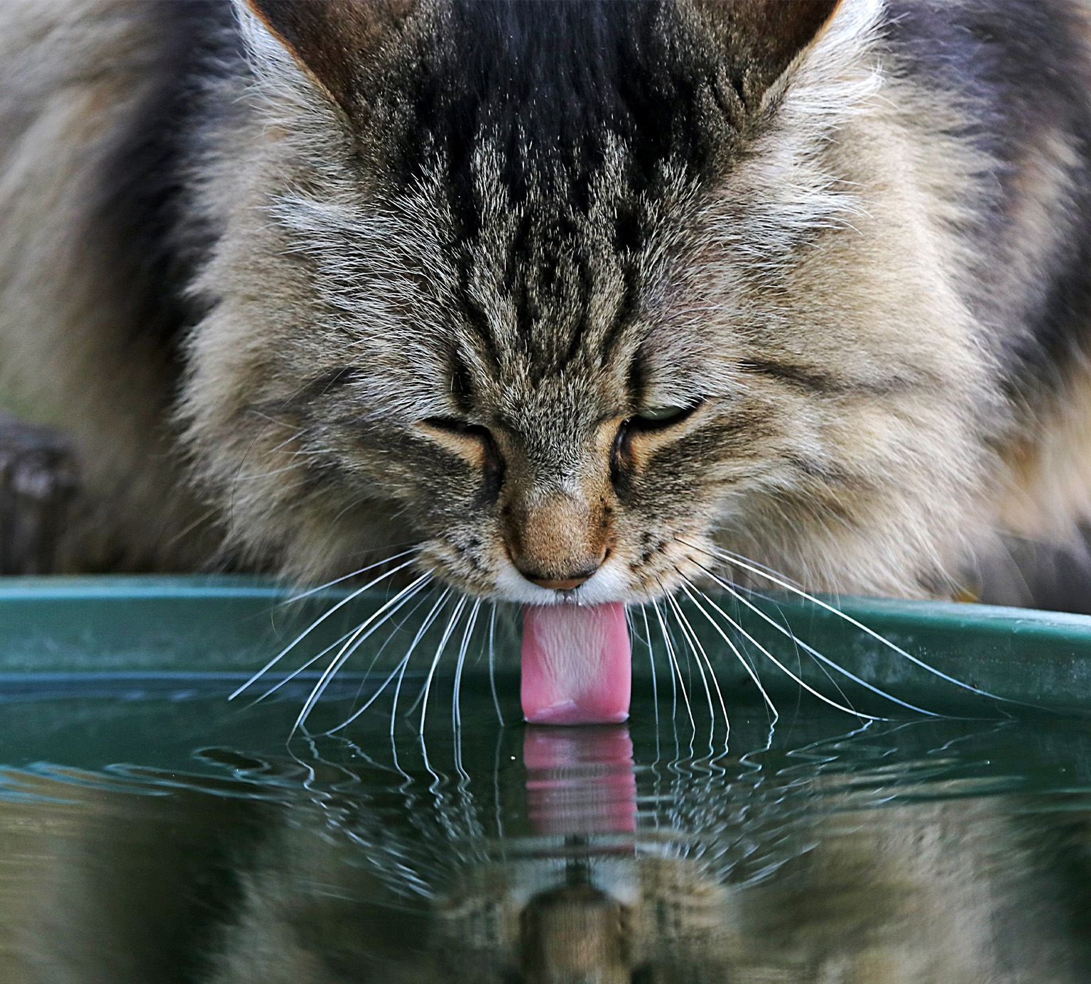 Long-haired tabby cat drinking water from a bowl with its tongue extended
