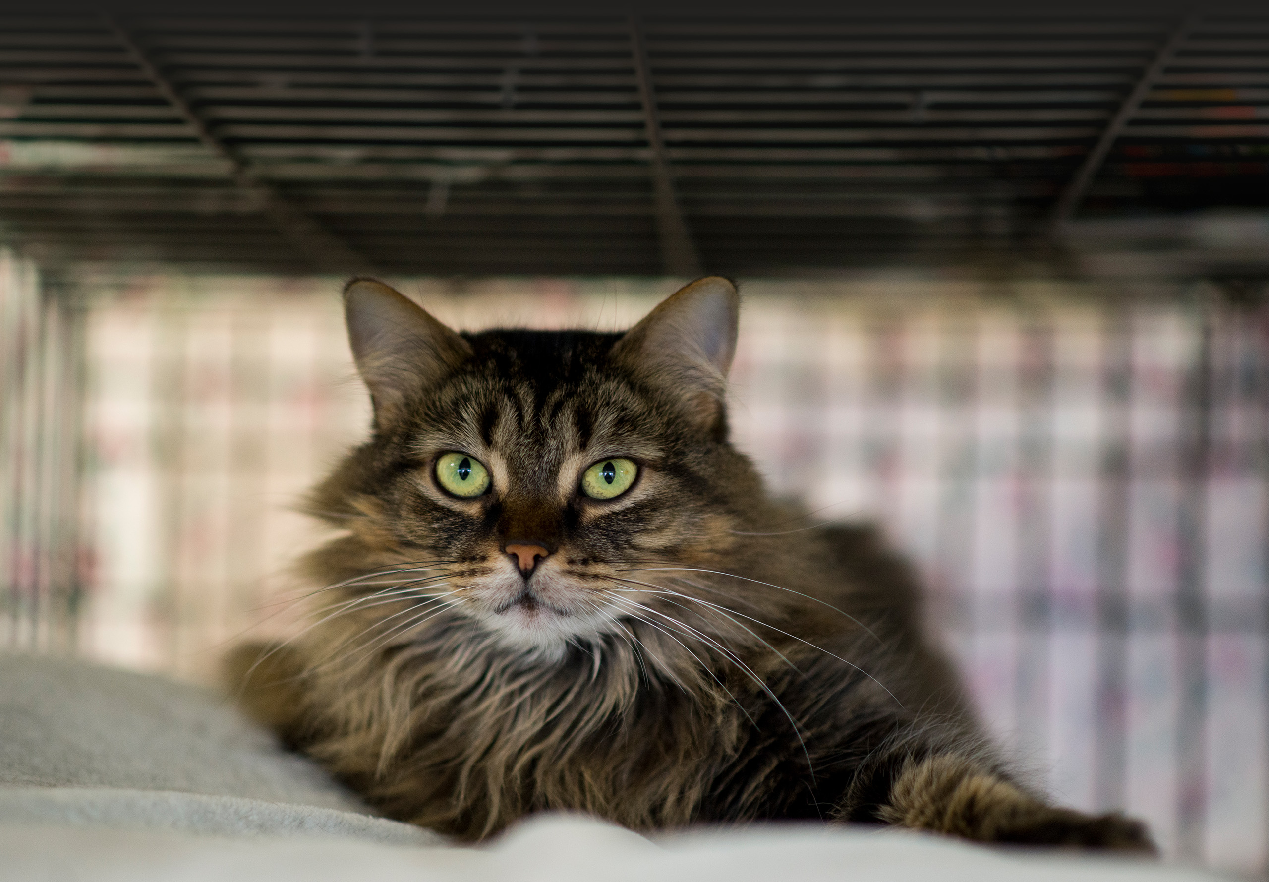 A long-haired brown tabby cat with green eyes resting inside a wire crate