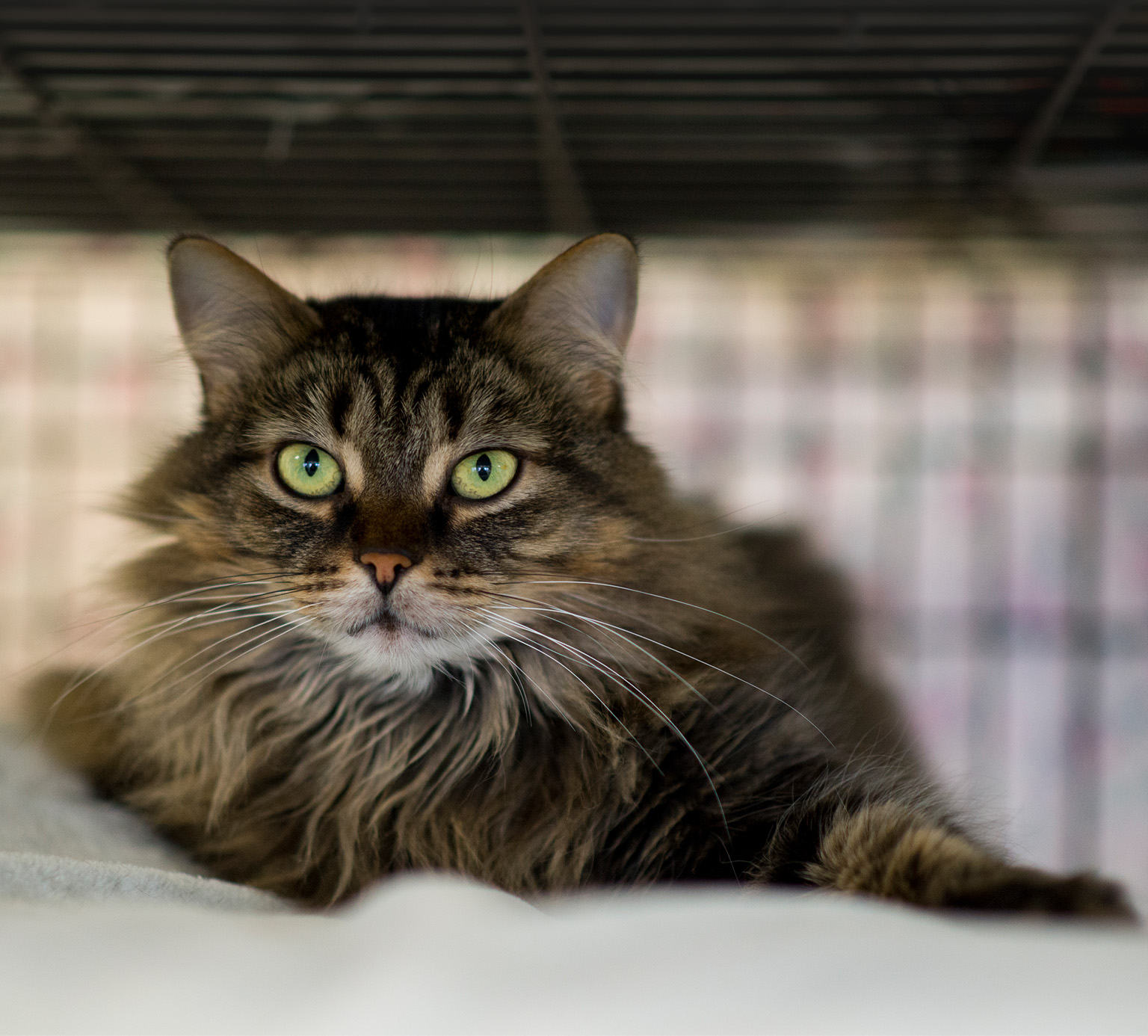 A fluffy brown tabby cat with bright green eyes resting on a white surface inside a shelter enclosure