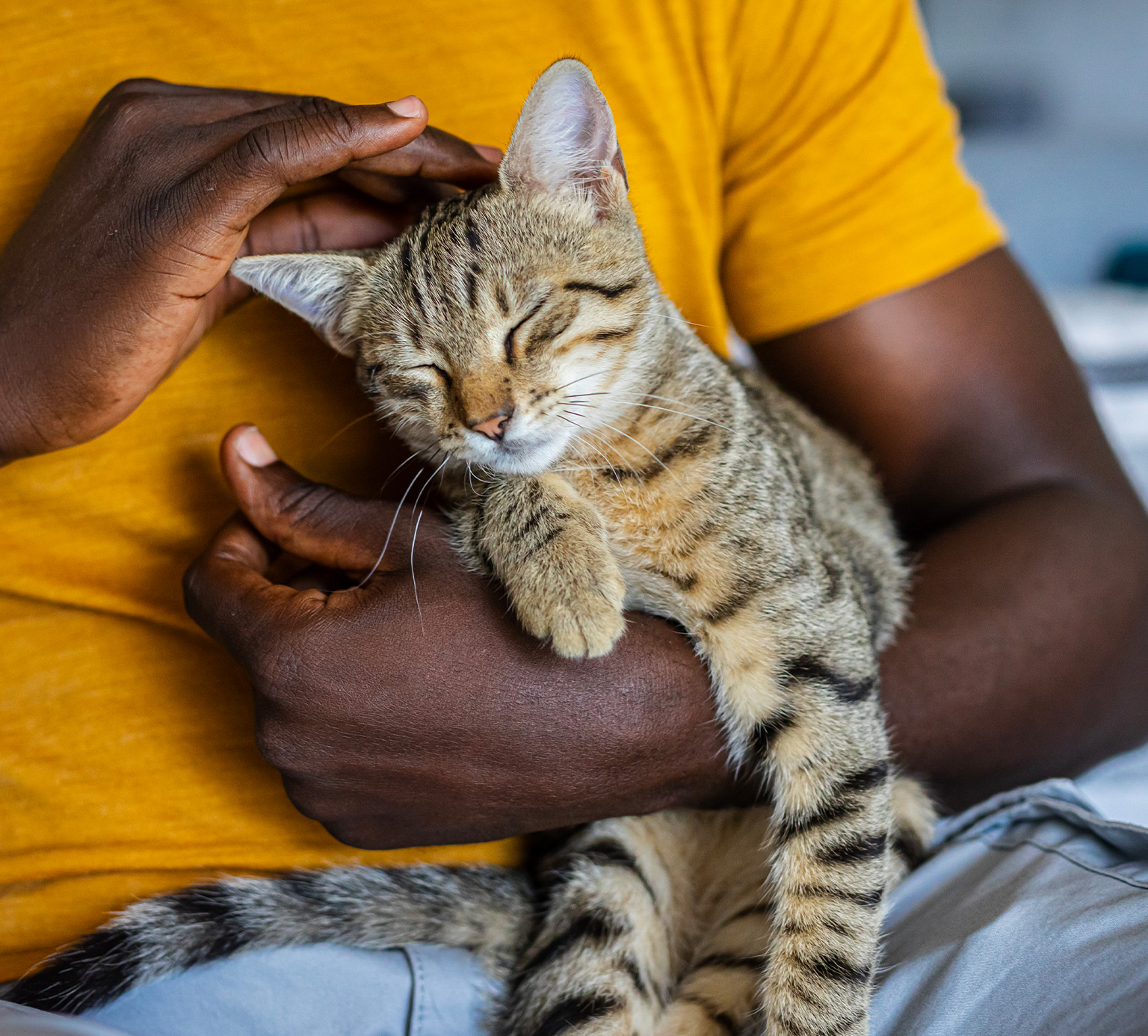 A person in a yellow shirt gently holding and petting a sleeping tabby kitten