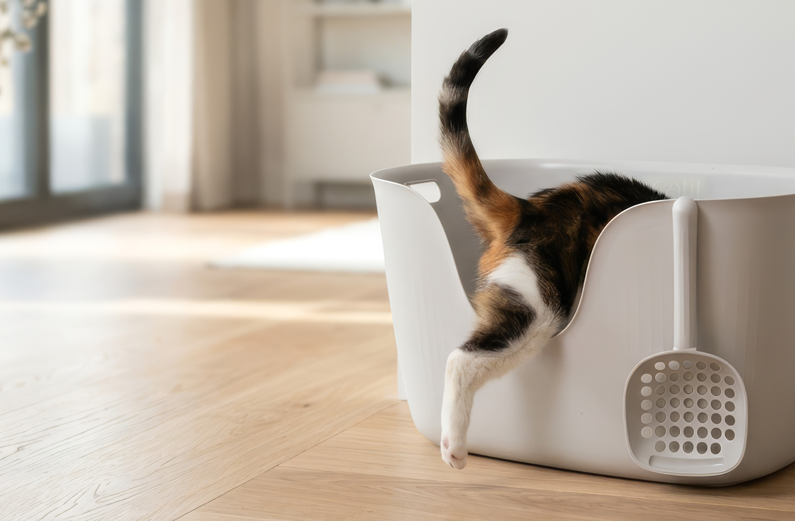 A calico cat with its tail raised stepping into a white Catit litter box with a scoop attached to the side