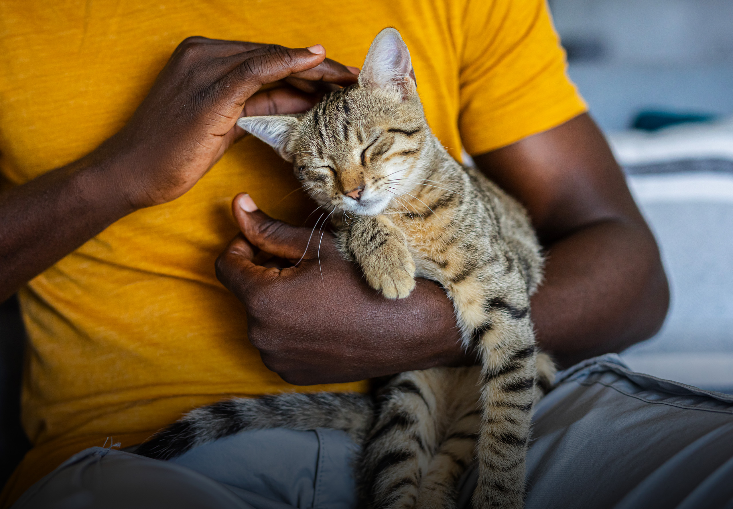 A person in a yellow shirt gently cradles and pets a sleeping tabby cat