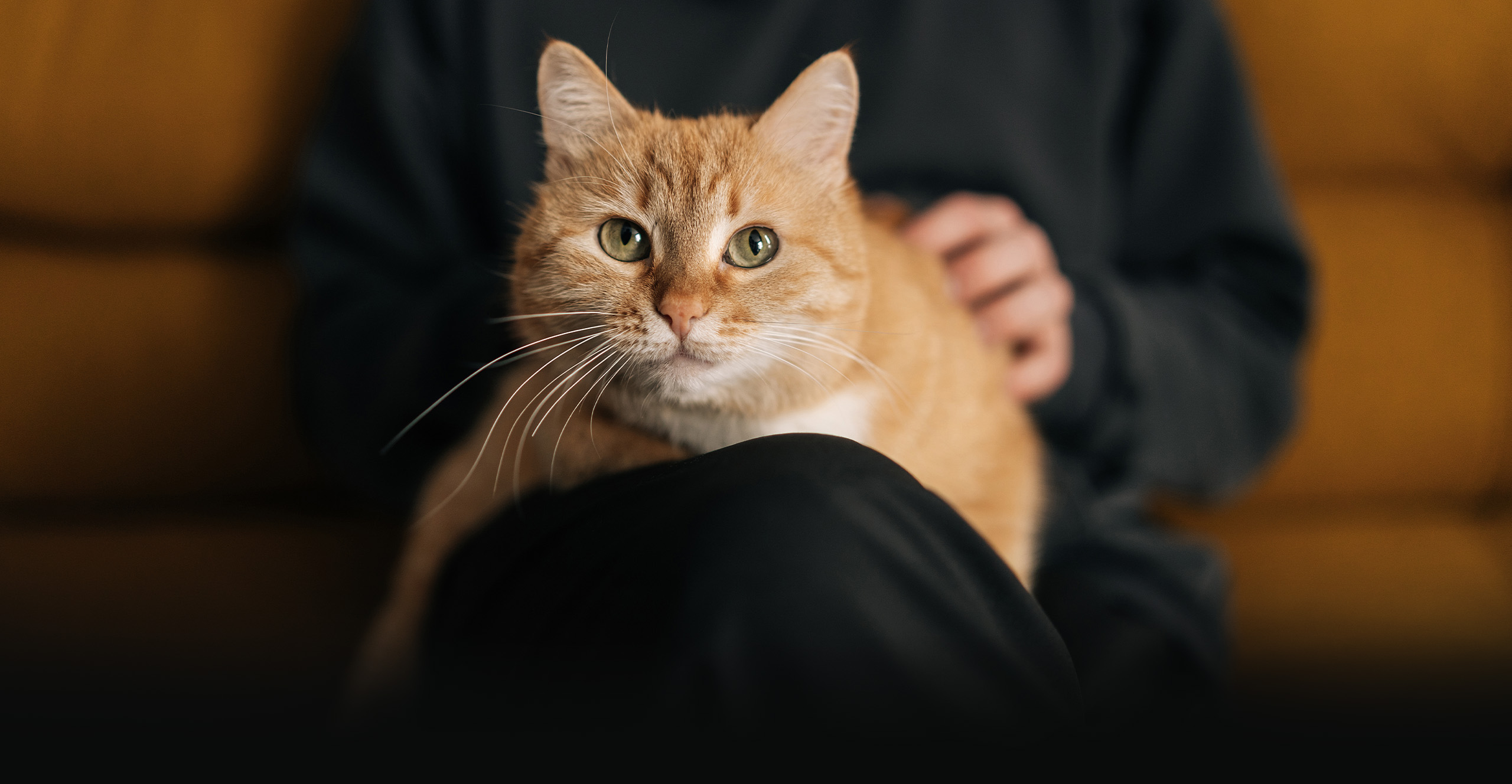 An orange tabby cat sitting on a person's lap