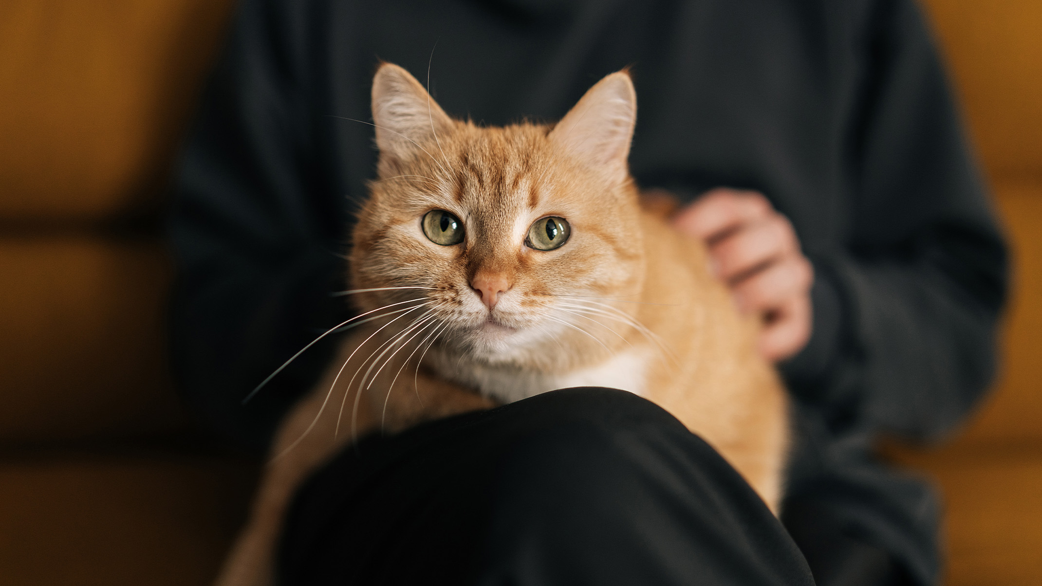 An orange tabby cat sitting on a person's lap