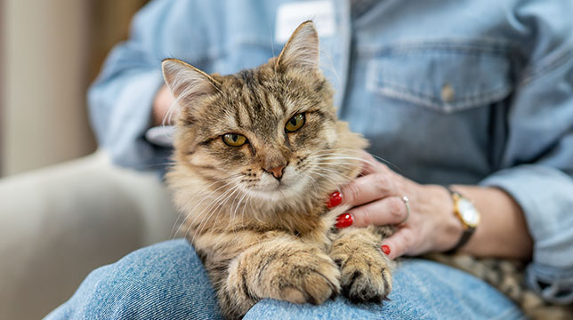 A person in a denim jacket pets a fluffy brown tabby cat sitting on their lap