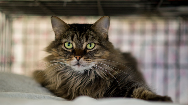 A long-haired tabby cat with green eyes resting inside a wire crate