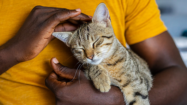 A person holding and petting a content tabby cat