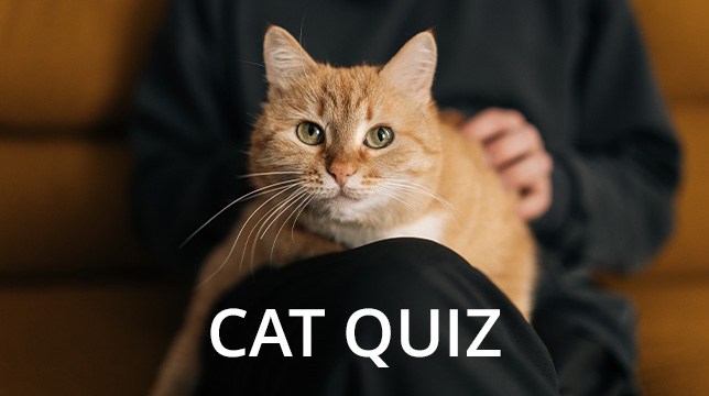 A ginger cat sitting on a person's lap with the text Cat Quiz overlaid
