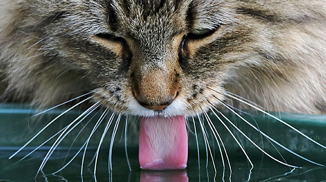 A long-haired cat drinking water from a fountain with its tongue extended