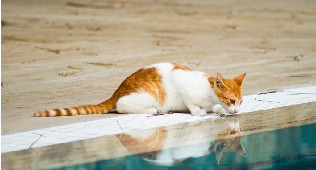 An orange and white cat crouching at the edge of a swimming pool, looking at its reflection in the water