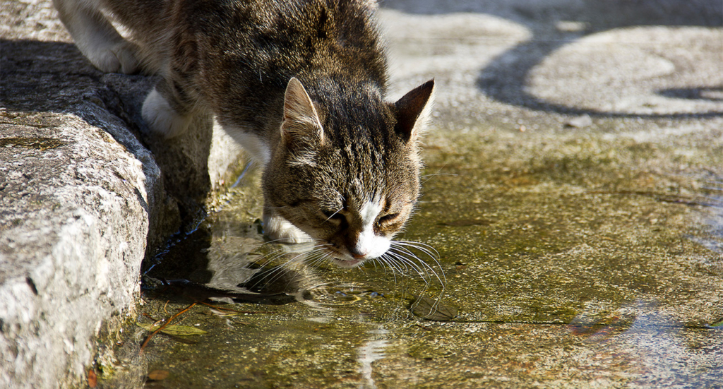A tabby cat drinking from a shallow puddle on a concrete surface