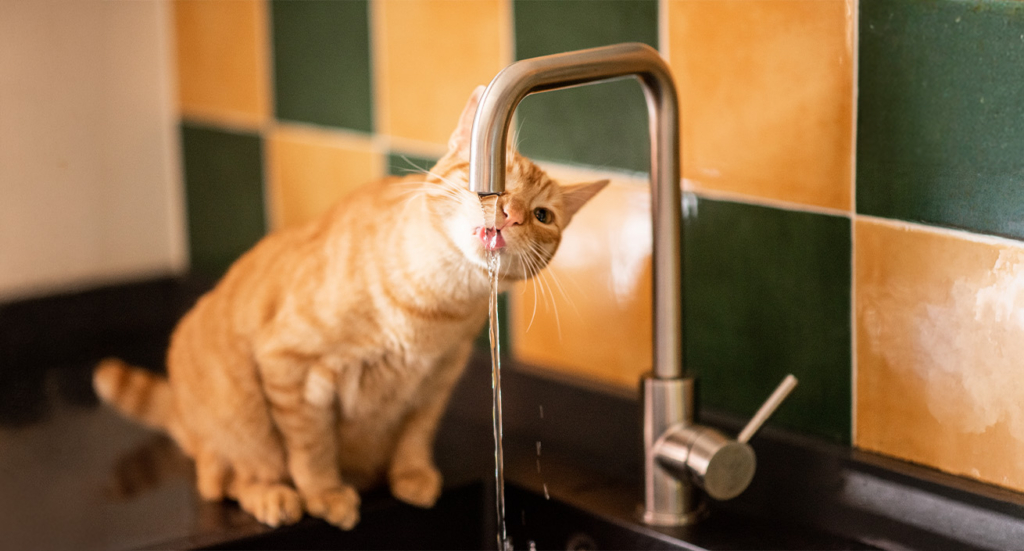 An orange tabby cat drinking water directly from a kitchen faucet