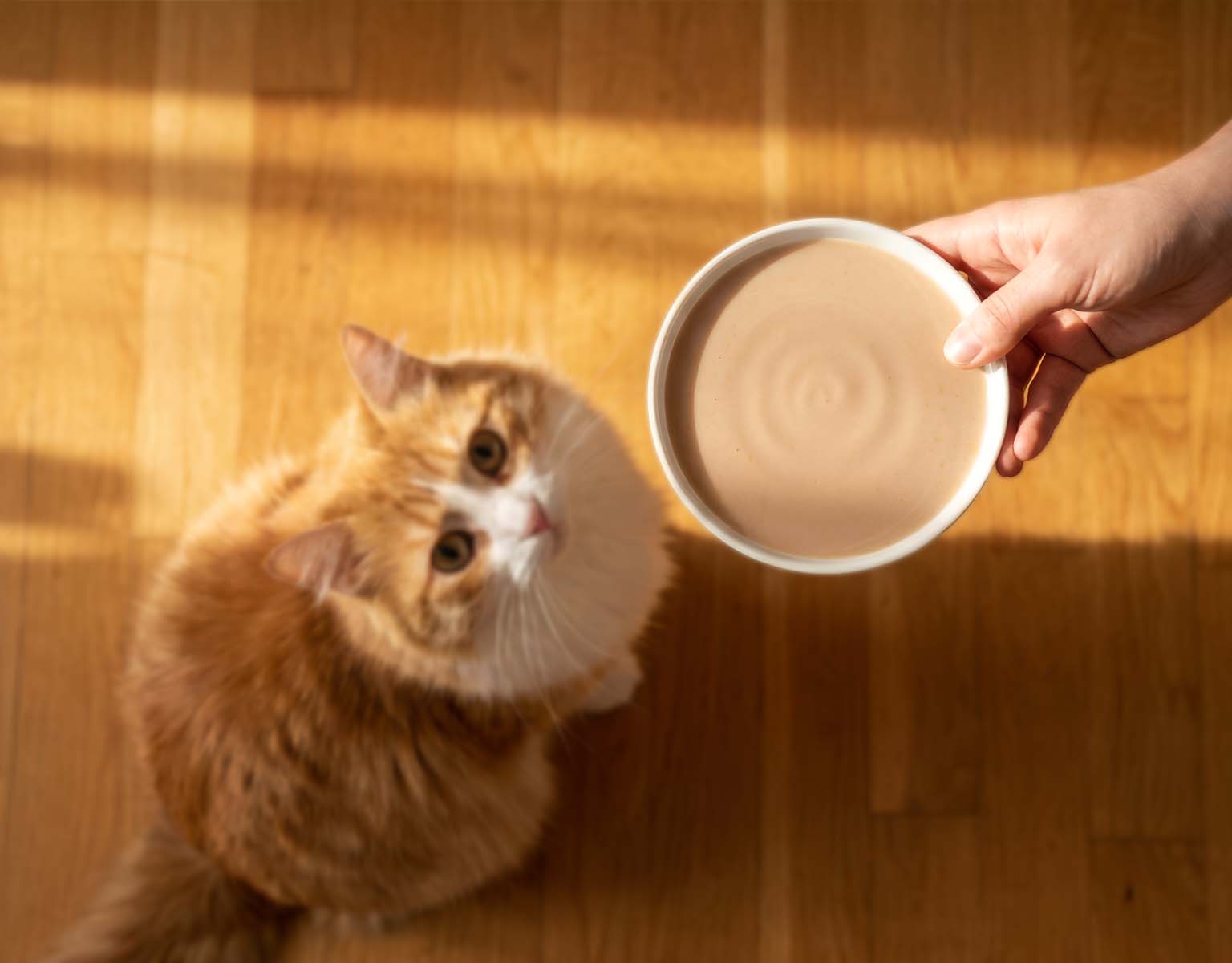 A fluffy orange and white cat looks up at a hand holding a bowl of creamy cat treat