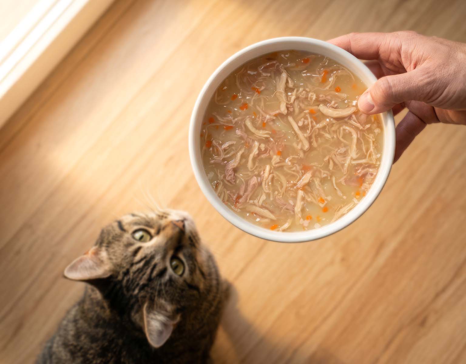 A person holds a bowl of creamy broth for a tabby cat looking up expectantly