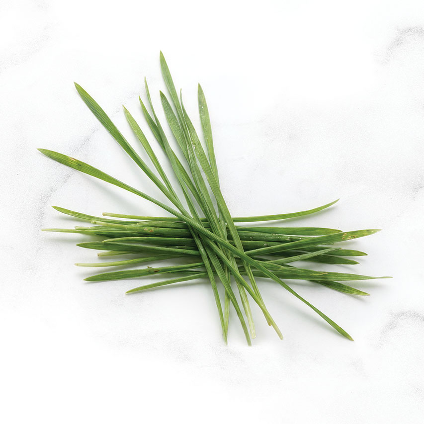 A small bunch of fresh green cat grass blades arranged on a white marble surface