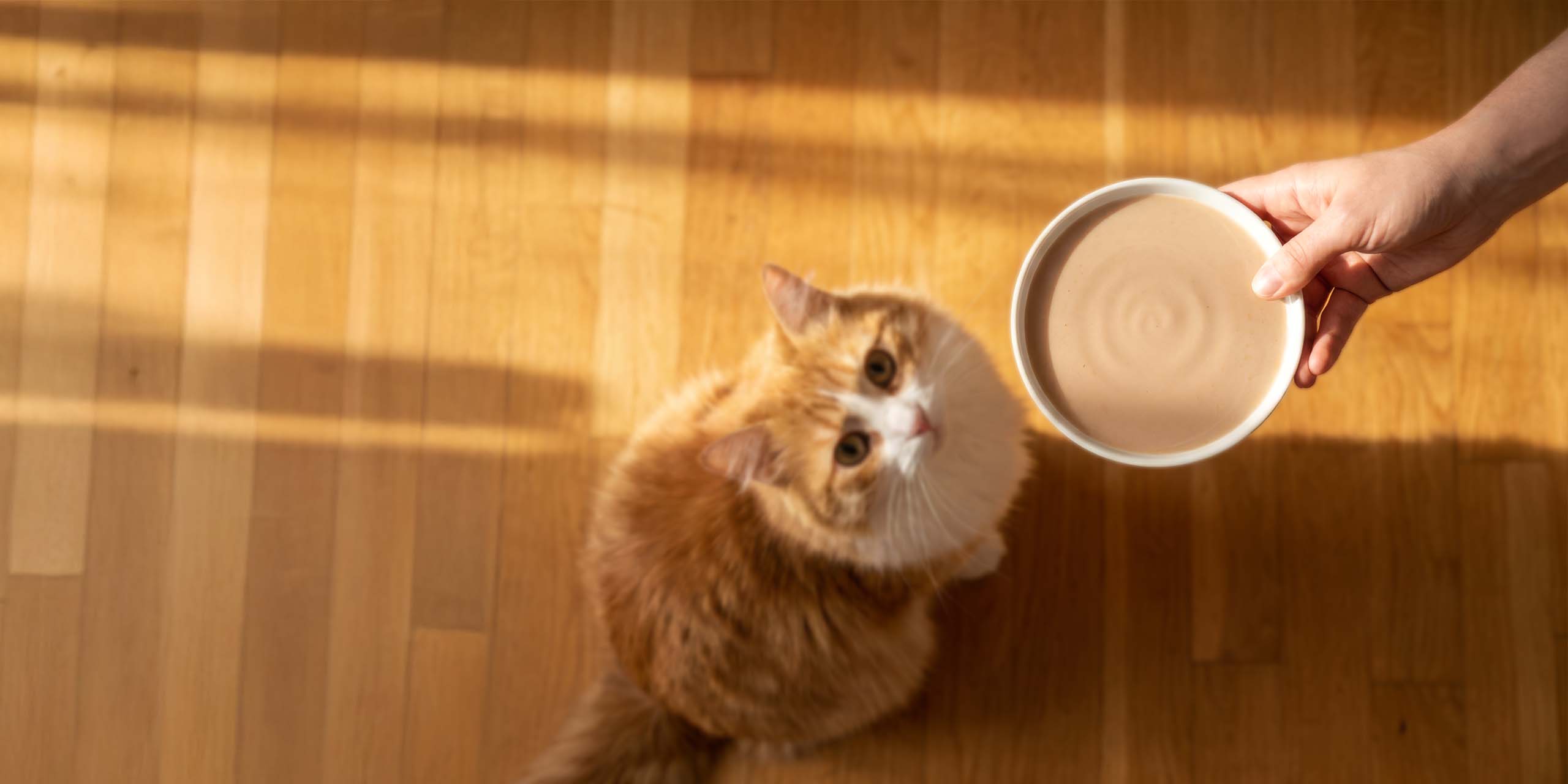 A person holds a bowl of creamy cat treat toward an orange cat looking up from a wooden floor