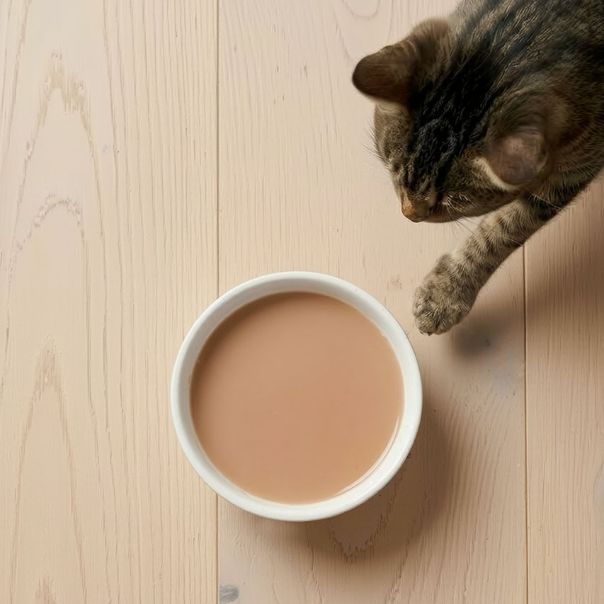 A tabby cat reaches a paw toward a white bowl filled with creamy cat treat on a light wooden floor