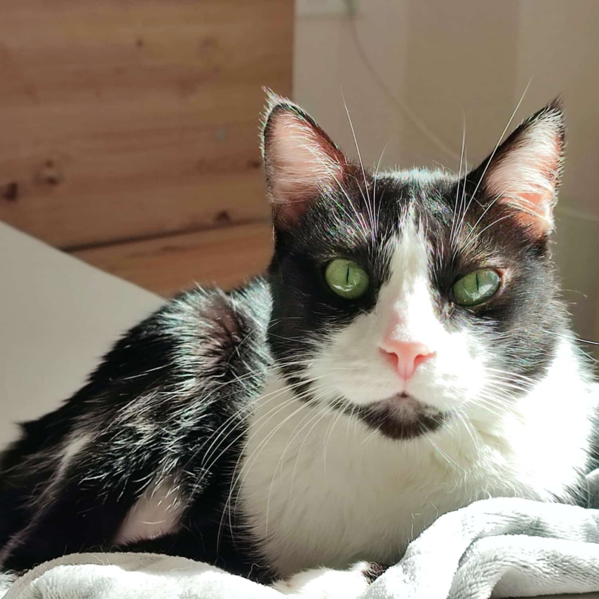 cat named Ximo