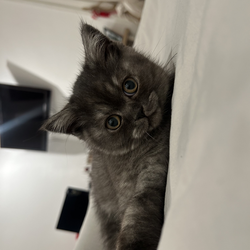 cat named Loki