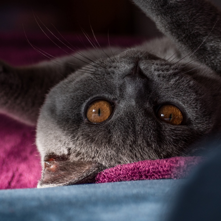cat named Muffins