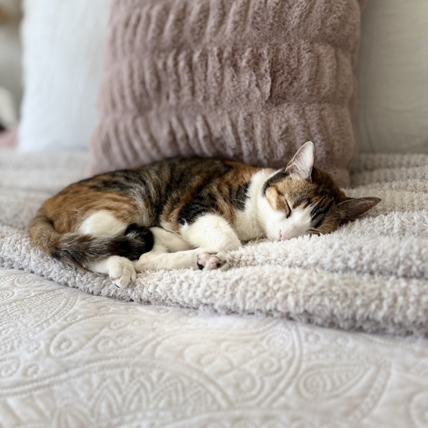 cat named Lizzy