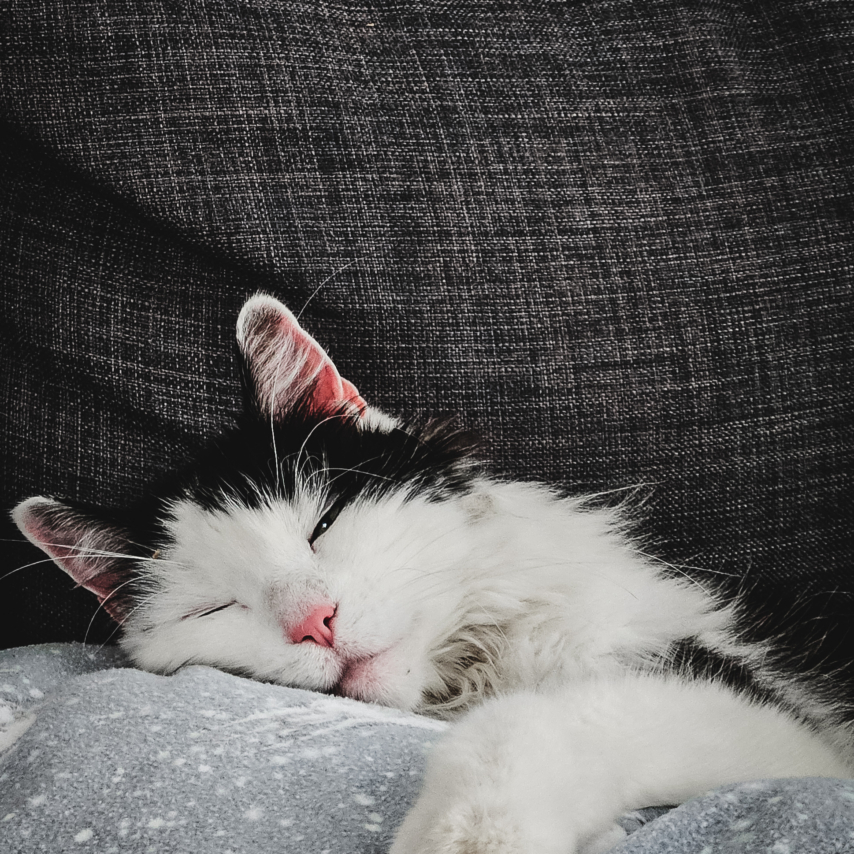 cat named Yoko
