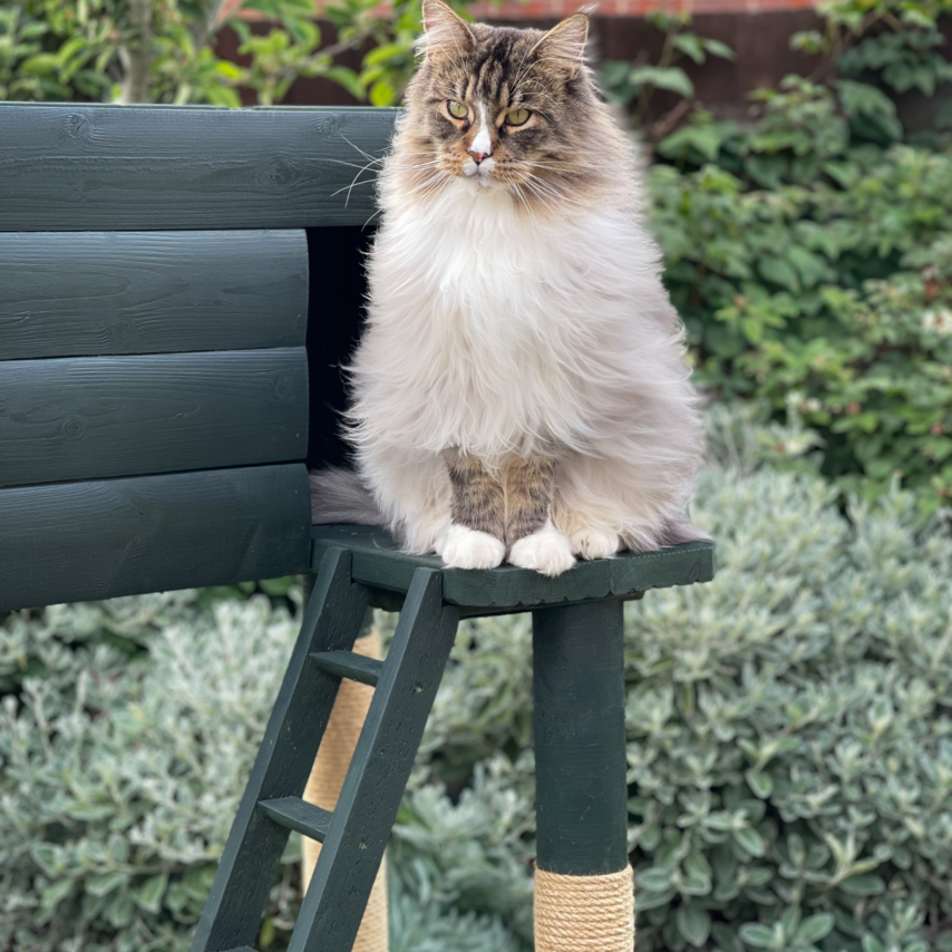 cat named Neko