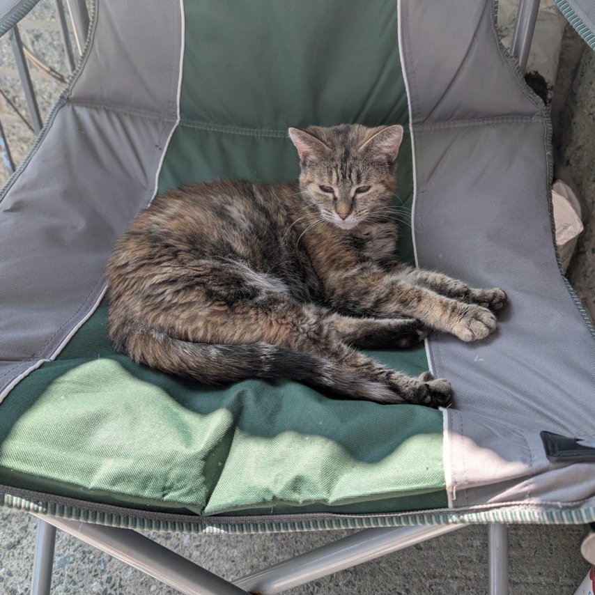 cat named Speedy