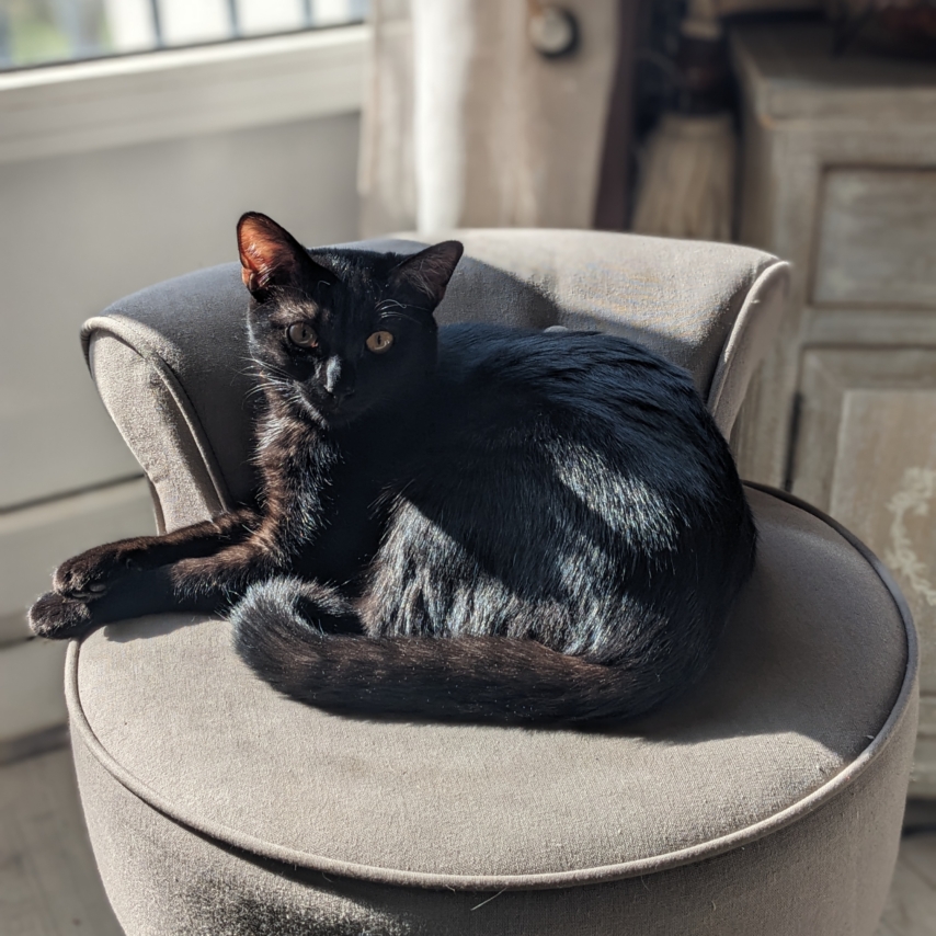 cat named Voile