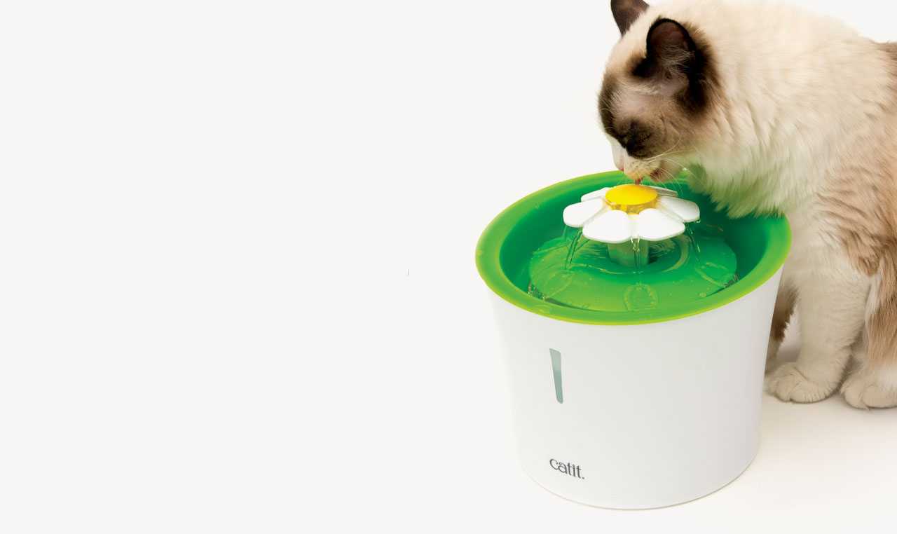 A Ragdoll cat drinking from a white and green Catit flower water fountain